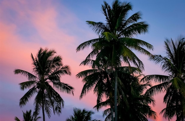 Coconut grove en silhouette au coucher du soleil Paraiba Brésil