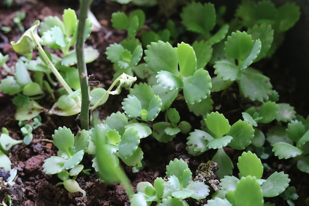 Cocor bebek (Kalanchoe pinnata) est célèbre pour sa méthode de reproduction par bourgeons foliaires.