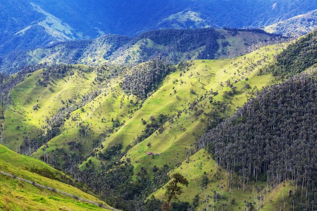 Le cocora