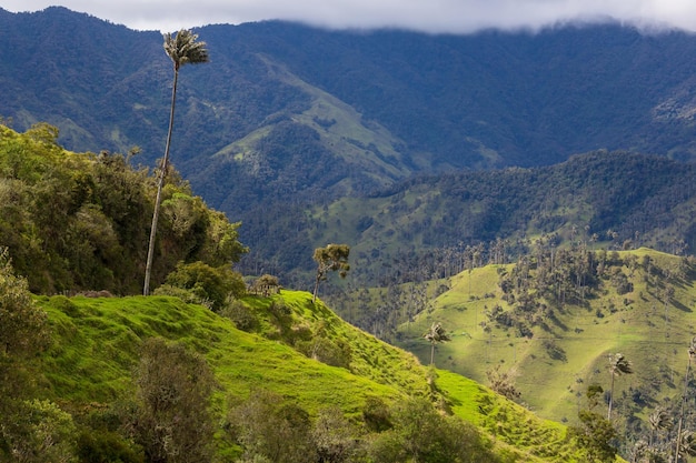 Le cocora