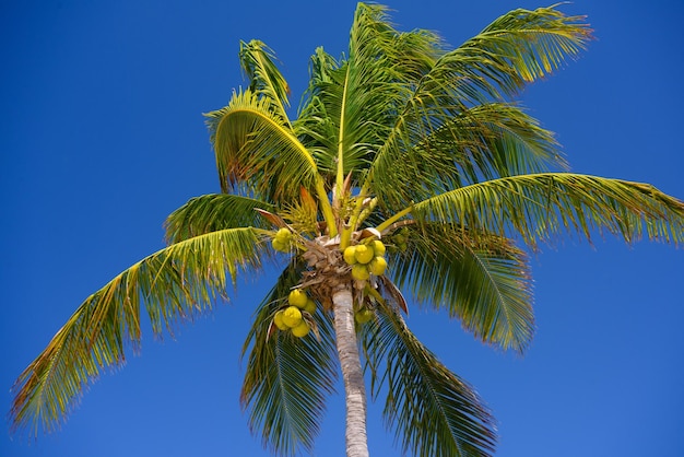 Cocos palm avec noix de coco à Playa del Carmen Mexique