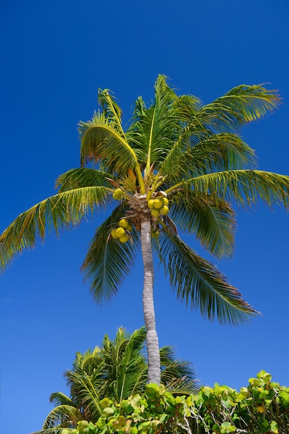 Cocos palm avec noix de coco à Playa del Carmen Mexique