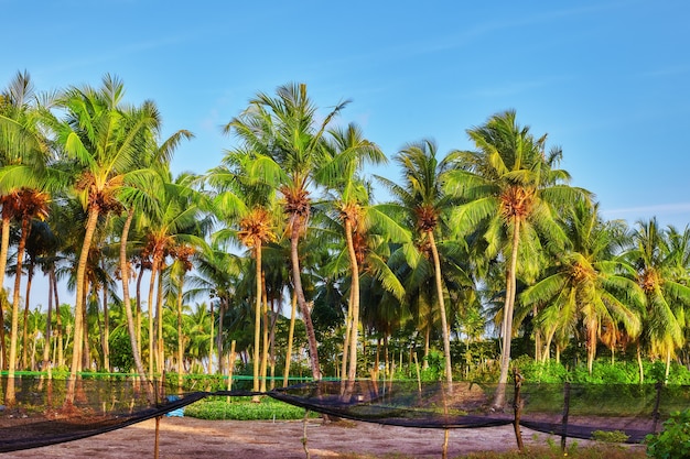 Cocotier aux fruits-noix de coco,sur une île tropicale des Maldives, au milieu de l'océan Indien.