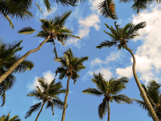 Cocotier avec ciel bleu Beau fond tropical.