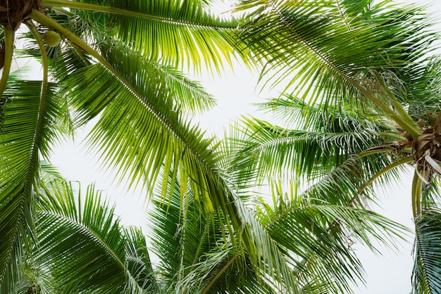 Cocotier avec un ciel bleu pour le concept de l&#39;été.