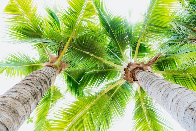 Cocotier avec un ciel bleu pour le concept de vacances d&#39;été.