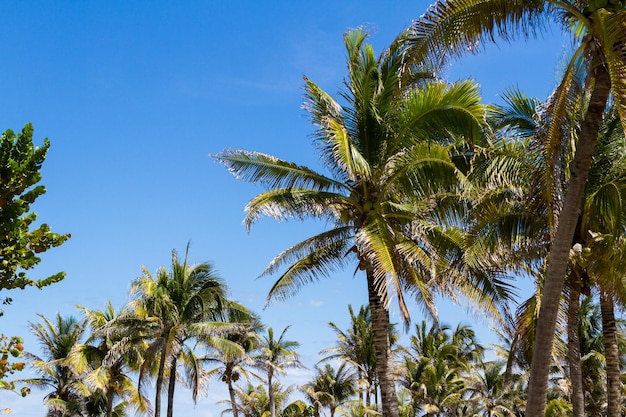 Cocotier en climat tropical.