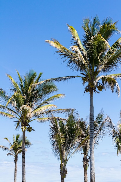 Cocotier en climat tropical.