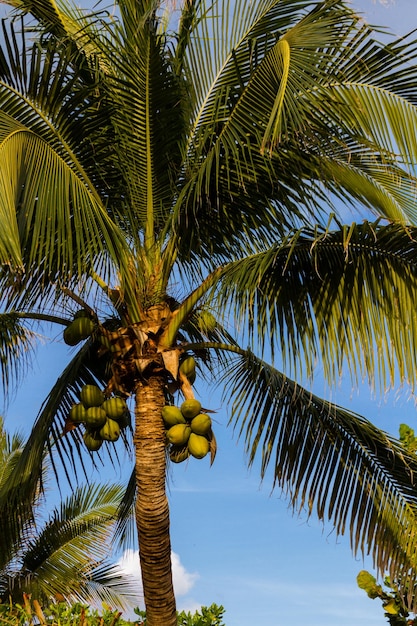 Cocotier en climat tropical.