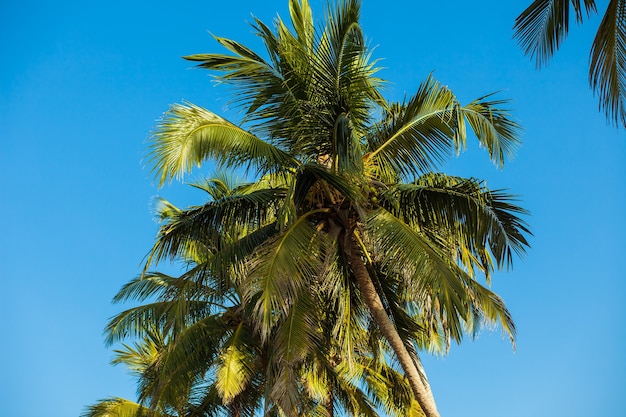 Cocotier contre le ciel