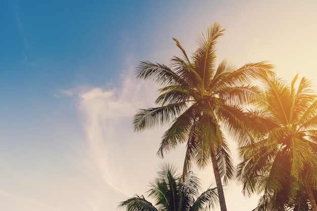 Photo cocotier sur la côte tropicale avec ton vintage