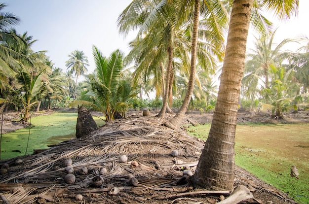 Cocotier dans une ferme de noix de coco en journée d&#39;été avec petit étang