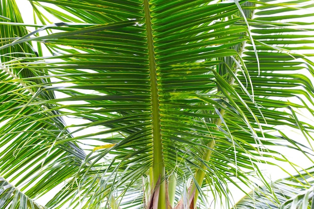 Cocotier dans le jardin