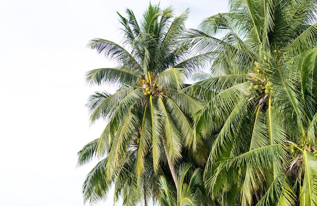 cocotier sur fond blanc