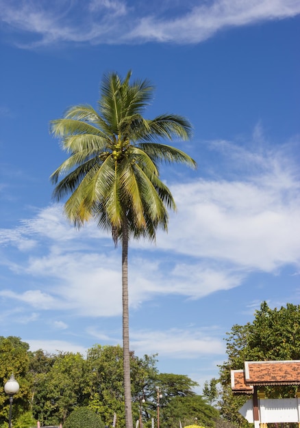 Un cocotier sur le fond bleu du ciel