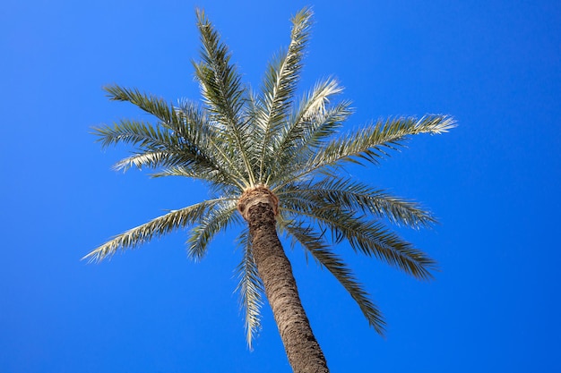 Cocotier avec un fond de ciel bleu clair Photo de dessous