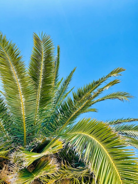 Cocotier sur fond de ciel bleu Feuilles de palmier vertes sur fond de ciel bleu