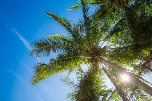 Cocotier avec fond de ciel bleu