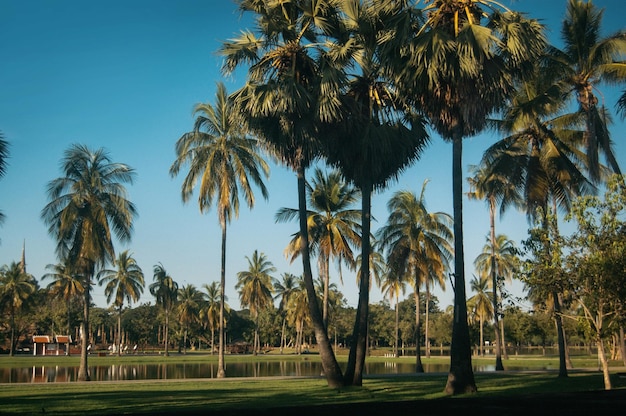 Cocotier et lac en Thaïlande avec style vintage