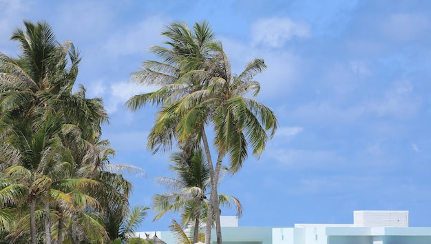 cocotier avec des noix de coco sur une île tropicale