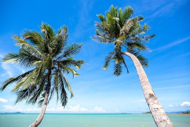 Cocotier sur l&#39;océan avec un ciel bleu dans l&#39;île de Koh Samui en Thaïlande.