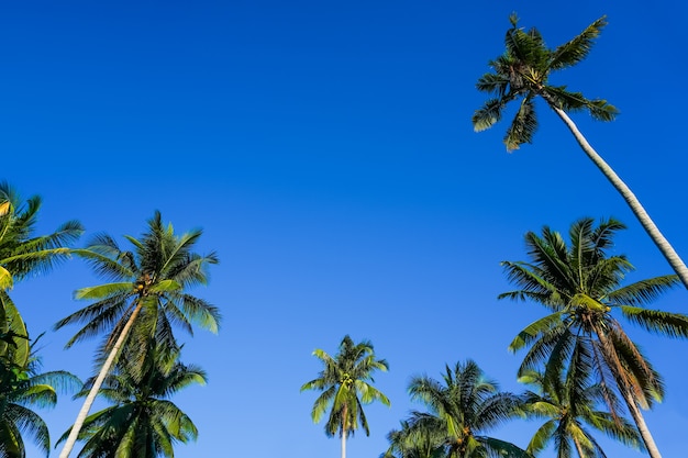 Photo cocotier et palmier avec ciel bleu