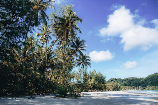 Cocotier sur la plage au ciel.