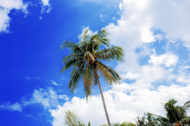 Cocotier sur la plage avec le ciel bleu au soleil