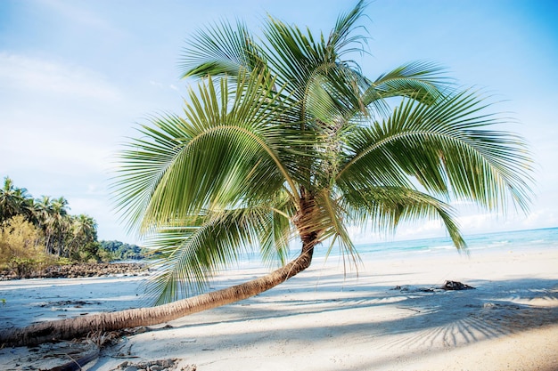 Photo cocotier sur la plage avec la lumière du soleil au ciel bleu