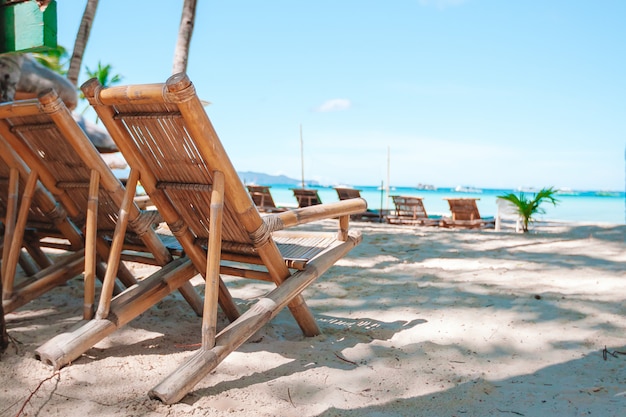 Cocotier sur la plage de sable