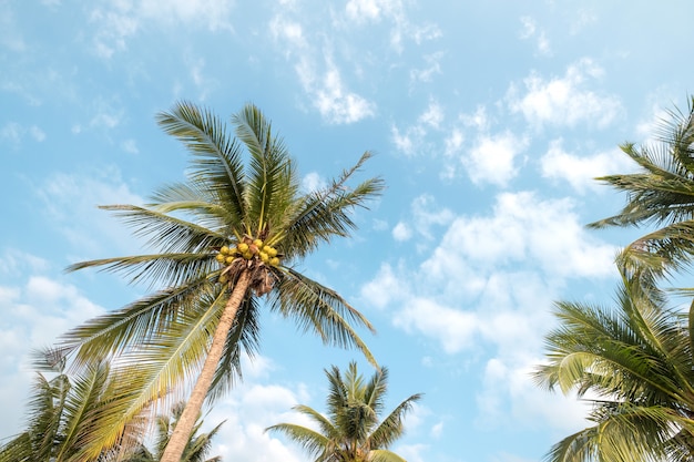 cocotier sur la plage tropicale bleu ciel avec la lumière du soleil en été