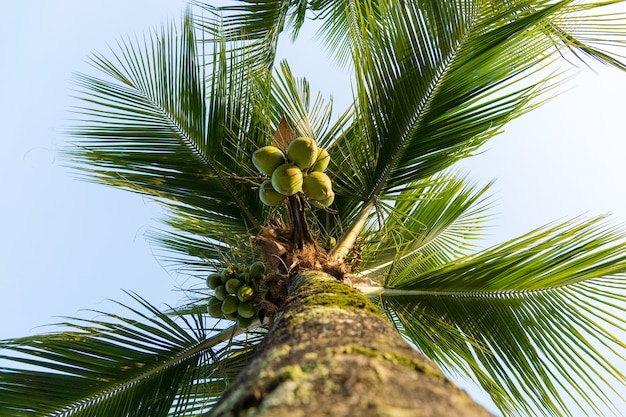 Cocotier plein de noix de coco par une journée ensoleillée. Parc au Brésil.