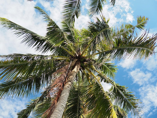 Cocotier à Savaii Island Samoa