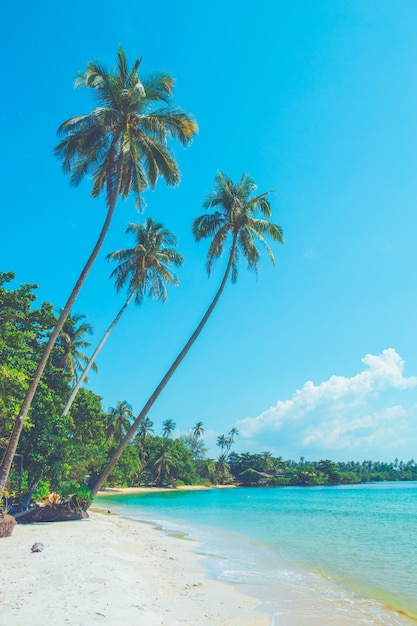 Cocotiers sur une belle plage sur un ciel lumineux.