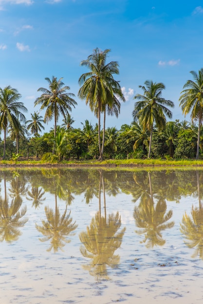 Cocotiers, bleu, ciel, reflet, eau