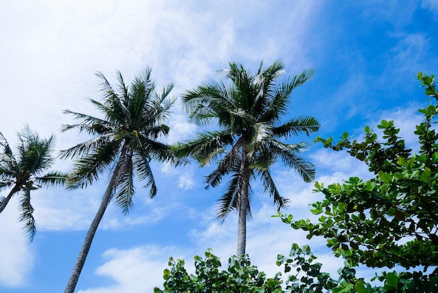 Cocotiers avec ciel bleu scène nature d'été