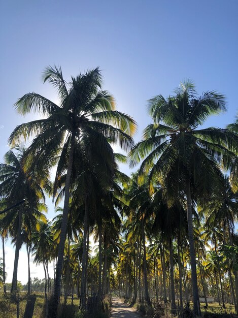 Cocotiers et ciel bleu