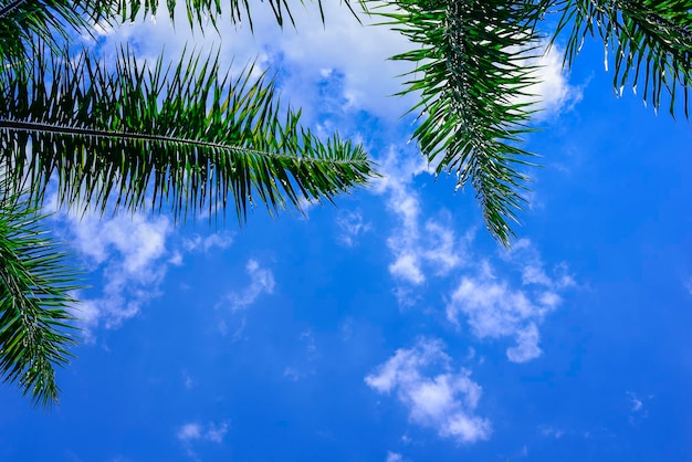 Cocotiers et ciel bleu