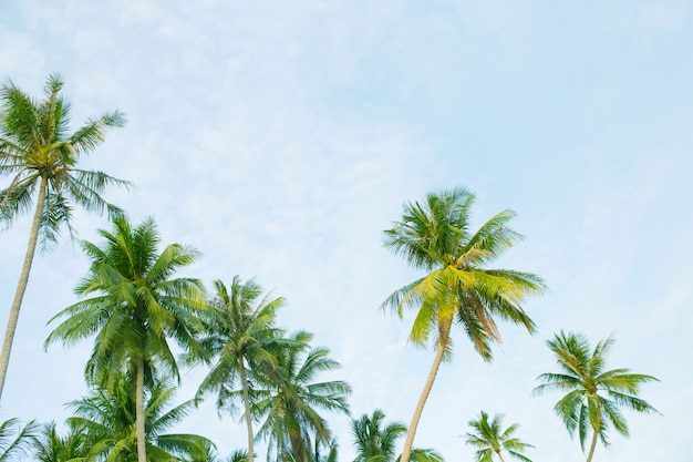 Cocotiers avec ciel et nuages.