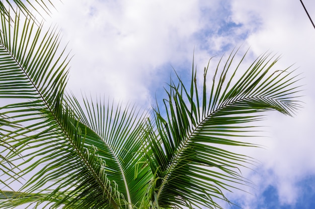 Cocotiers contre le ciel bleu. Palmiers sur la côte tropicale.