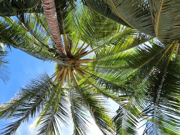 Cocotiers floue avec un ciel clair dans le concept de vacances d'été