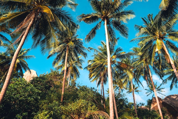 Cocotiers sur une île tropicale en été