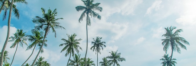 Cocotiers sur l'île