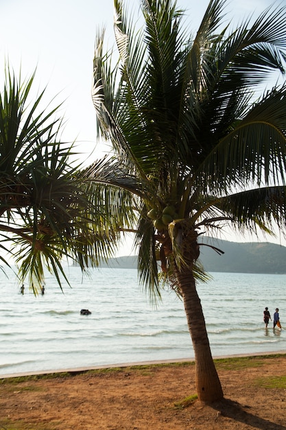 Cocotiers et la mer.