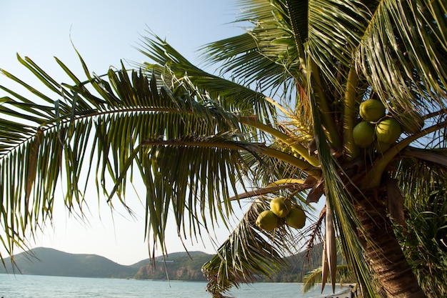 Cocotiers et la mer.