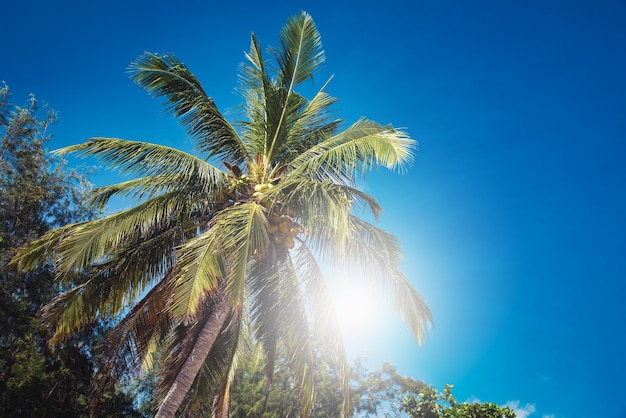 Cocotiers sur la plage et ciel bleu avec fond de nuage ton Vintage