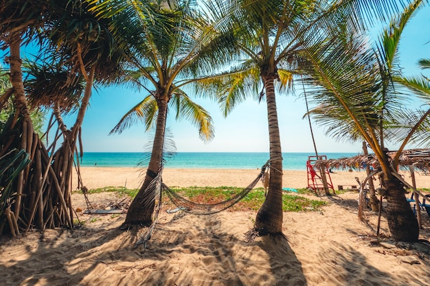 Cocotiers sur la plage de l'île et les vacances d'été