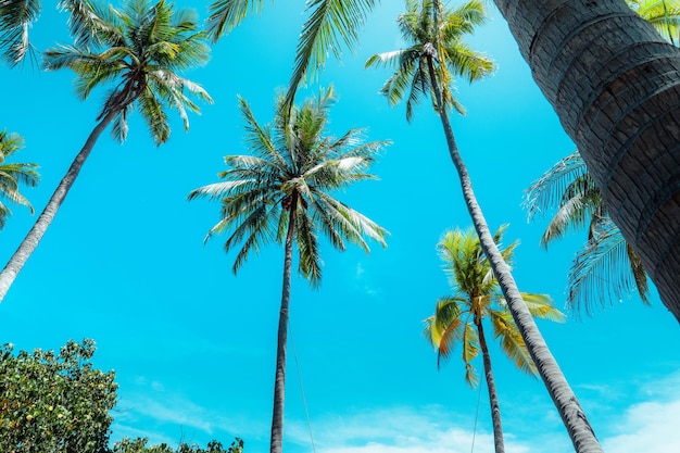 Cocotiers et plage de la mer tropicale en été