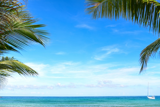 Cocotiers et plage tropicale pour le fond.