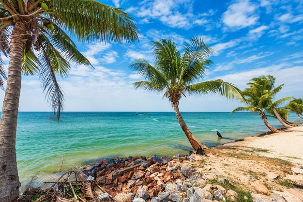 Cocotiers sur une plage tropicale